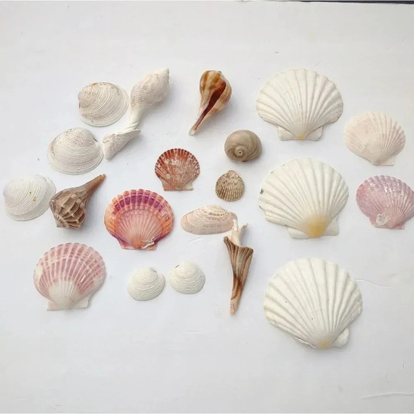 Seashell Lot Clearwater Beach, Florida - Picture 11 of 11